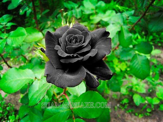 Hoa hồng đen được trồng ở những nơi ẩm và nhiệt độ ấm
