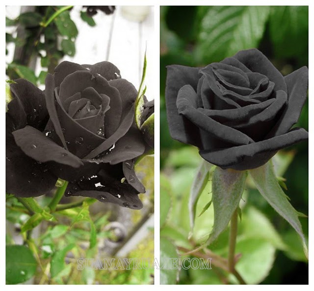 Hoa hồng đen gắn liền với câu chuyện tình yêu của thần Apollo và thần Ellacos